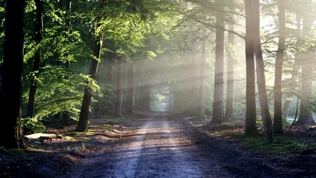 Parlamentul European a dat undă verde Legii de restaurare a NATURII. Următorul pas ar putea fi acordarea drepturilor ecosistemelor la nivel global