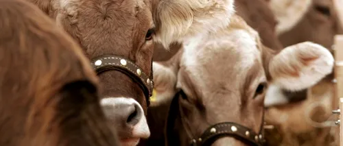 Arabia Saudită interzice importul de bovine românești, după un caz de boala vacii nebune