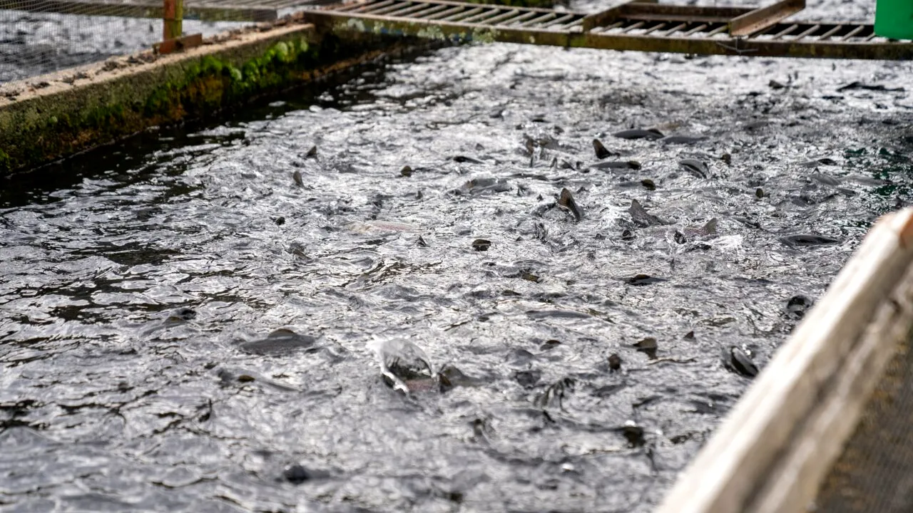 Focar de septicemie hemoragică VIRALĂ la o păstrăvărie din Sibiu. Peștii vor fi sacrificați