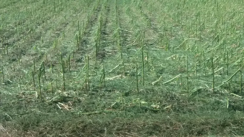 Grindina a distrus sute de hectare de culturi din Dolj. „S-a ales praful şi pulberea de tot” (FOTO)