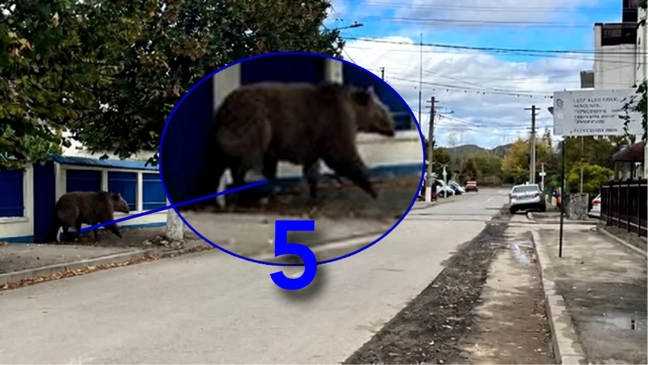 Alertă falsă de urs la Câmpina. O fotografie generată cu AI a pus autoritățile pe jar, iar localnicii au primit mesajul RO-Alert. Detaliul care a dat de gol imaginea