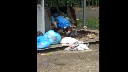 Locuitorii unui cartier din Ploiești, terorizați de șobolanii care au invadat tomberoanele de gunoi neridicate. Medicii avertizează asupra  pericolului îmbolnăvirii oamenilor