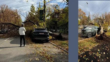 Un copac a căzut peste două mașini în zona de nord a Capitalei