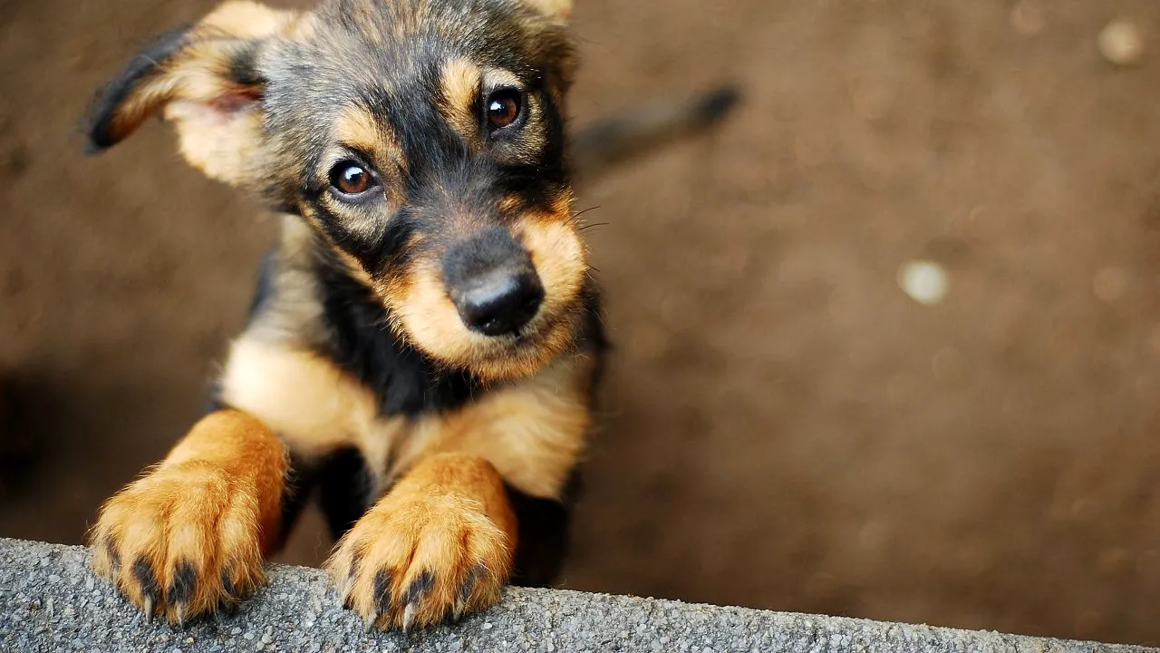 Femeia din Mureș care vinde bijuterii lucrate manual pentru a salva câini abandonați. „Nu știam din ce să îi întrețin”
