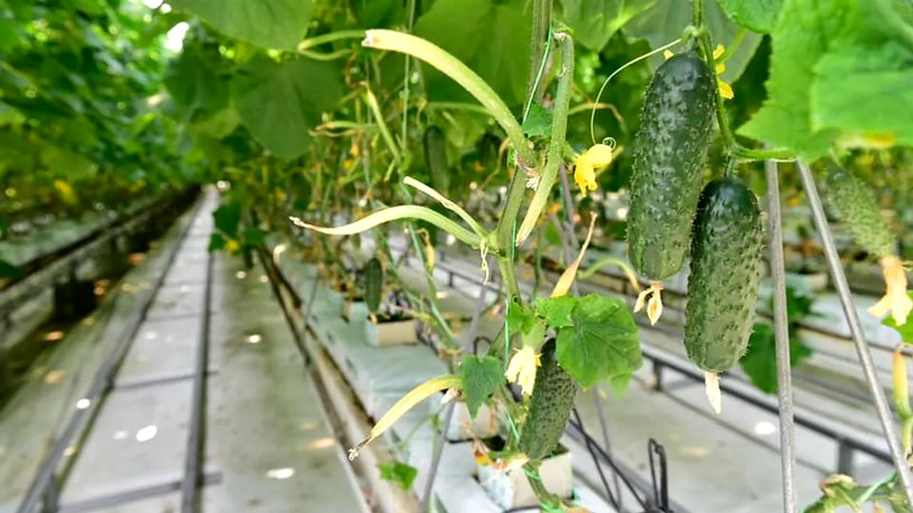 Sprijin: Producatorii de legume în sere și solarii pot depune cererile pentru ajutorul de minimis de 2.000 euro până la 20 iulie