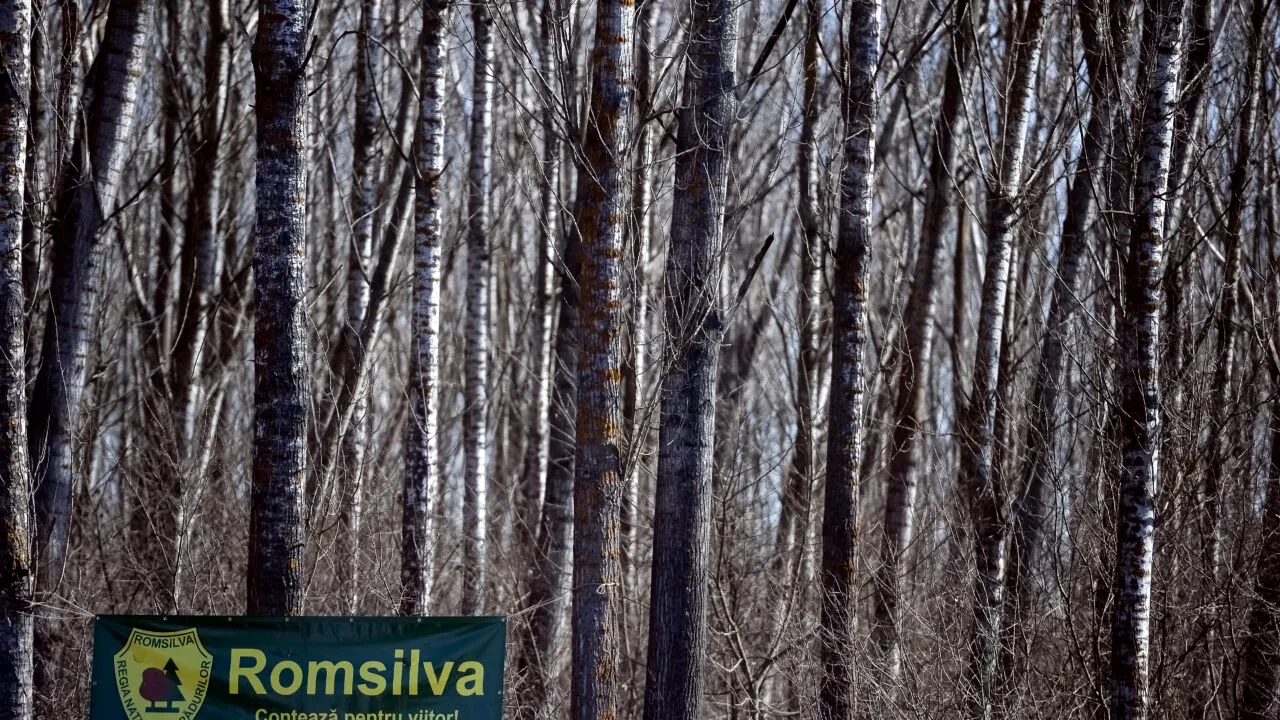 Pierderi financiare mari în cinci ani consecutivi pentru şase Direcţii Silvice de la Romsilva/ Raportul Corpului de Control, trimis la Parchet