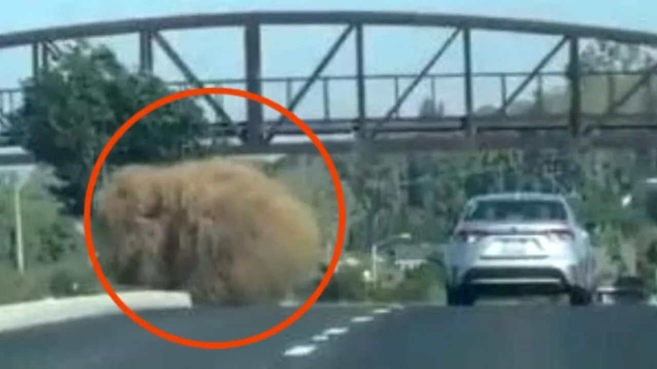 VIDEO | Apariție neobișnuită pe autostradă. Șoferii nu doresc să aibă de a face cu ele