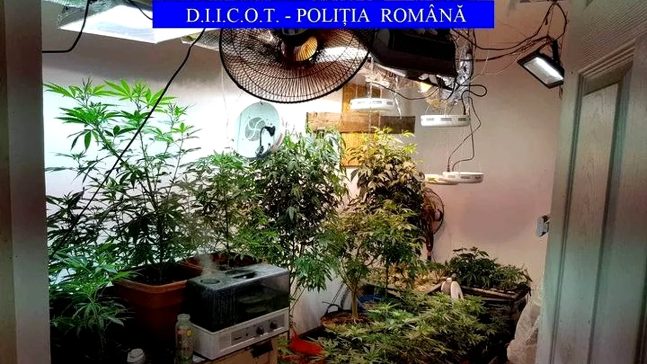 Un bărbat din Dâmbovița cultiva sute de plante de CANABIS. Soluția la care s-a gândit bărbatul pentru a nu fi PRINS