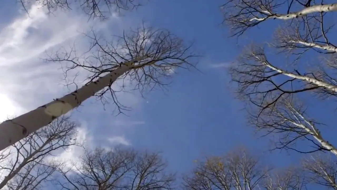 Cel mai mare ORGANISM VIU din lume moare încet, dar sigur, după intervenția OAMENILOR. Colonia de copaci are o vârstă de 80.000 de ANI