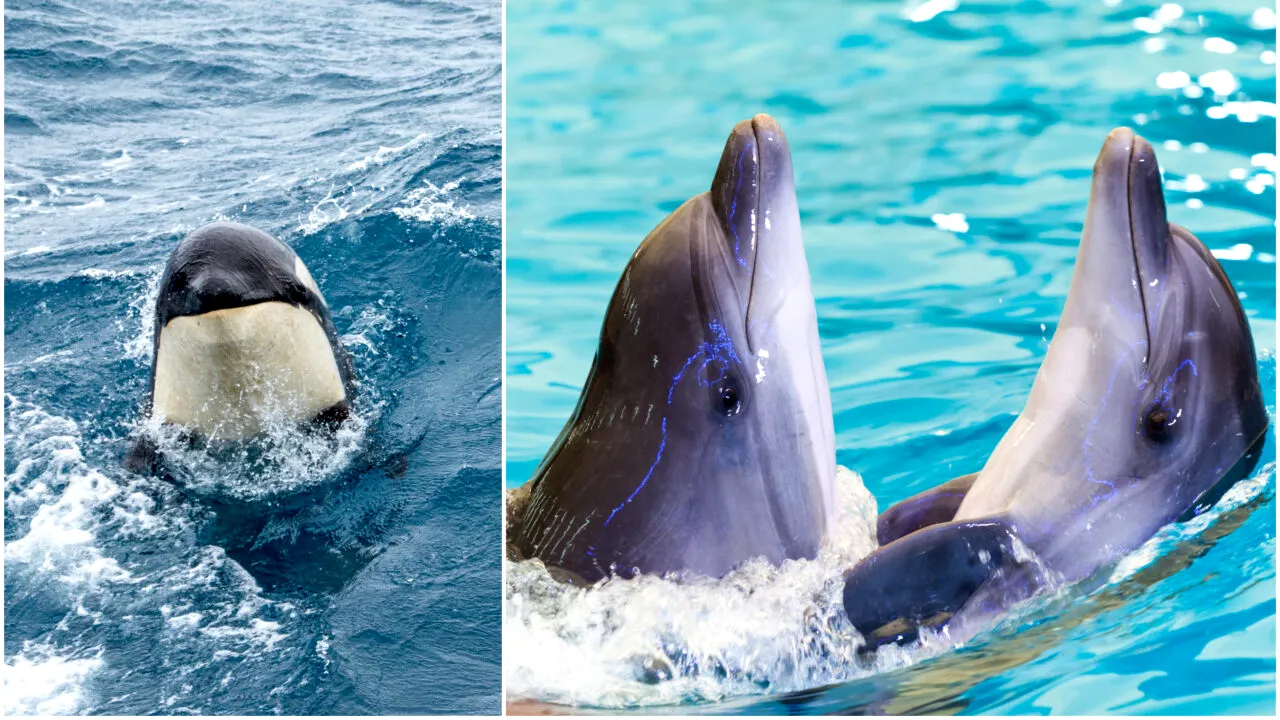 Ce au descoperit oamenii de știință, după ce au observat relația dintre un grup de delfini și unul de orci. Ce au relevat filmările subacvatice