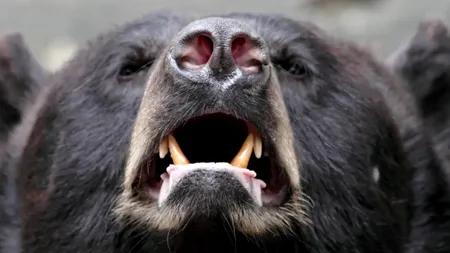 Urși pe străzile unor localități din Harghita. Localnicii, avertizați cu mesaje RO-Alert