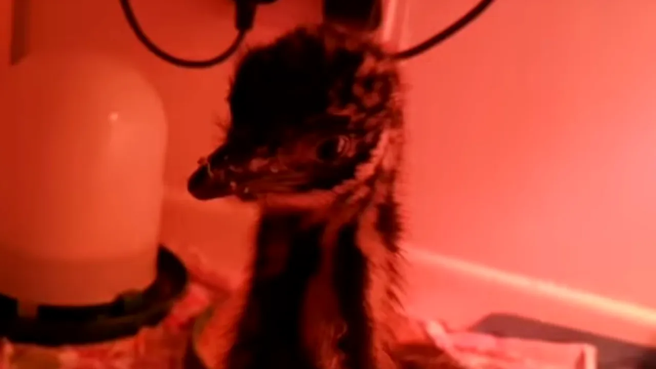 A cumpărat un ou de pe internet. Imaginile emoționante surprinse după o lună și jumătate