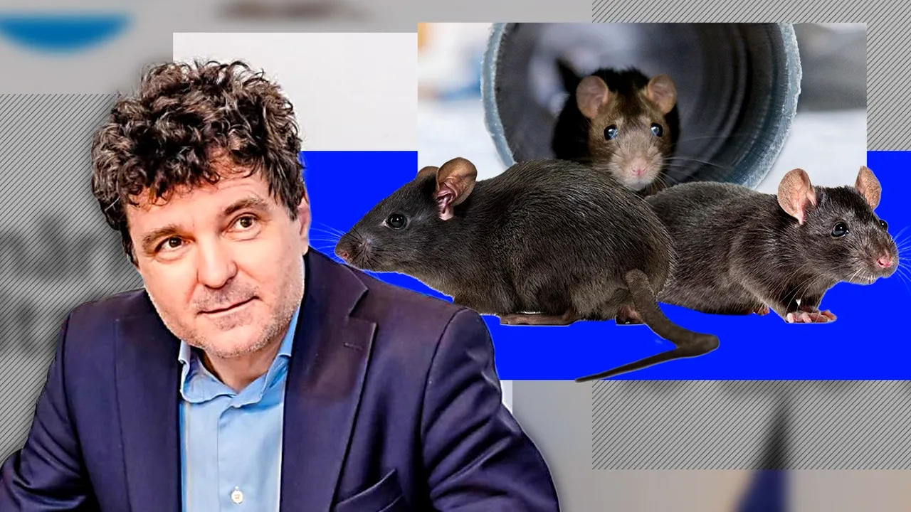 Nicușor Dan a „rezolvat” și ecuația ȘOBOLANILOR din București: „O scădere cam de 20%”. Avocat: „Are un talent cu totul special de a număra rozătoare”