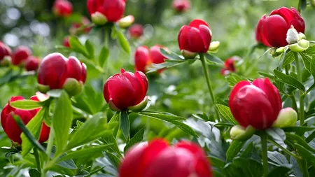 Bujorul a fost declarat Floare Naţională a României. Ce înseamnă acest lucru