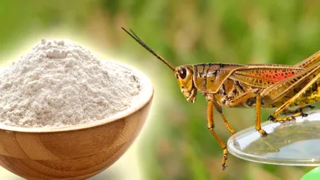 Ce mănâncă, de fapt, greierii care sunt transformați în făină! Făina de greieri a apărut și în România și costă 962 lei/kg