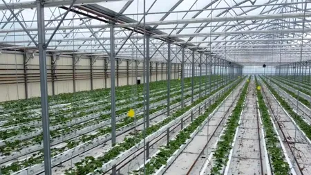 Au investit 1 milion de euro, dar au dat lovitura. Afacerea de succes a doi tineri din Buzău care  se bucură de producție tot anul