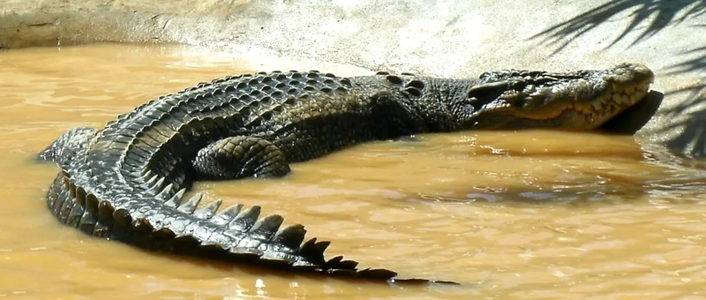VIDEO. Cel mai mare crocodil din lume a murit