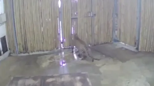 Imagini șocante la o grădină zoologică: Un copil de doar 2 ani a fost atacat de un leopard, după ce unul dintre membrii familiei sale a deschis ușa cuștii - VIDEO