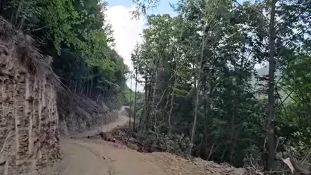 Hotărârea de Guvern pentru expropriere a stabilit deja/CNAIR a anunțat ce se întâmplă cu lemnul defrișat  pentru autostradă