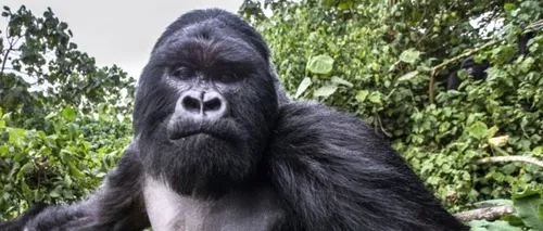 Un francez s-a speriat de moarte, după ce a încercat să fotografieze o gorilă. Cum a reacționat animalul de 250 kg