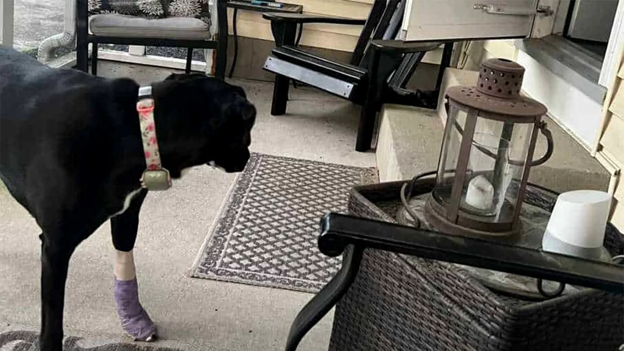 Iluzie optică virală | Unde s-a ascuns pisica? Găsiți-o în cel mult 11 secunde!