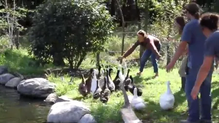 VIDEO. Rațele care fug de apă mâncând pământul. Cum au fost convinse că pe baltă e, de fapt, cel mai bine