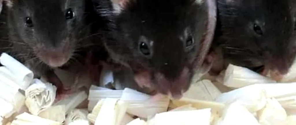 După 6 ani de cercetare, sperma de șoarece liofilizată dă naștere „puilor spațiali”