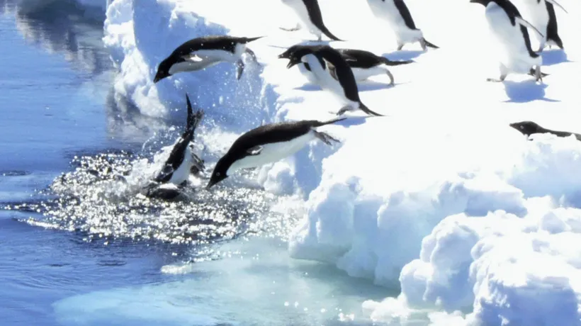 Descoperire impresionantă într-o zonă izolată din Antarctica. Imaginile incredibile cu o colonie de 1,5 milioane de pinguini Adelie. VIDEO