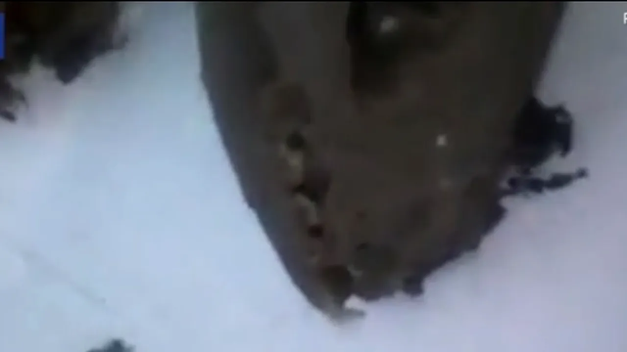 Un electrician a intrat într-o stație electrică nedeschisă de 35 de ani. Creatura bizară pe care descoperit-o i-a lăsat pe cercetători fără cuvinte