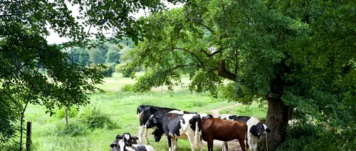 Fenomen extrem de RAR la o fermă din România. Văcuța Jojo din rasa Holstein este una la 100.000!