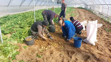 Prima recoltă de cartofi noi românești a ajuns în piețele din țară. Cât costă un kilogram de barabule