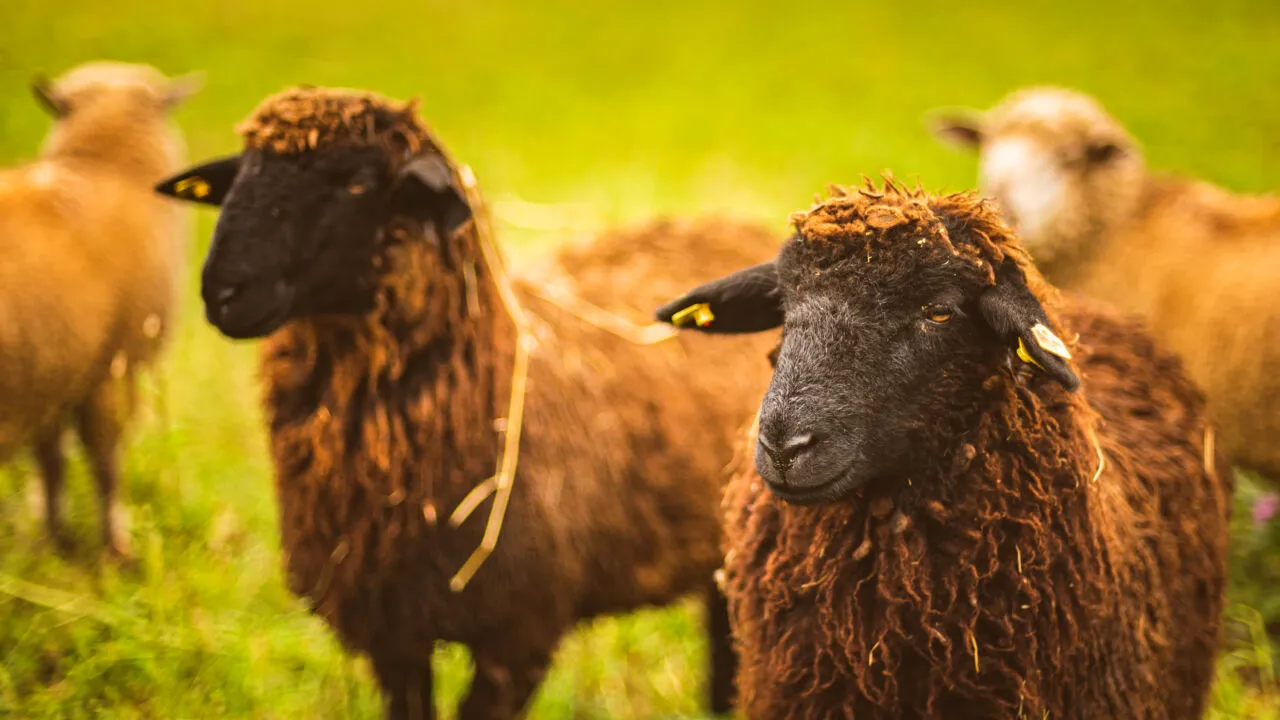 ANSVSA instituie carantina internă de 30 de zile pentru ovine și caprine. Ce alte măsuri s-au luat
