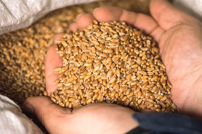 Comisia Europeană caută soluții pentru a sprijini țările afectate de afluxul cerealelor ucrainene