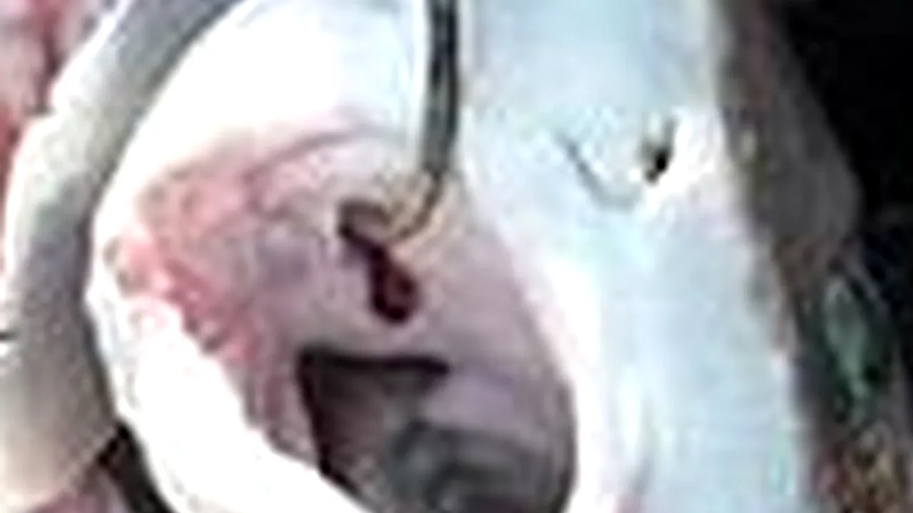 Nici cercetătorilor nu le-a venit să creadă: ce au reușit să pescuiască