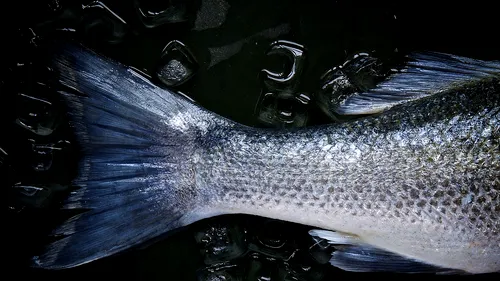 NEREGULI. Pește decongelat și apă minerală preambalată, găsite de inspectorii OPC la magazine în Slobozia
