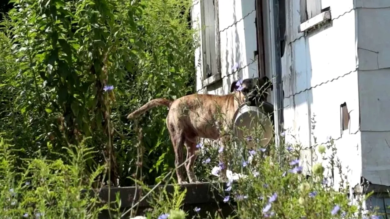 IMAGINEA POSTAPOCALIPTICĂ: Zeci de mii de maidanezi se plimbă pe străzile orașului Detroit, aproape pustiu din cauza crizei