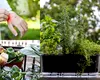 Planta aromatică respingătoare pentru muște. Poate fi cultivată în grădină sau în ghivece și este repelent natural pentru insecte