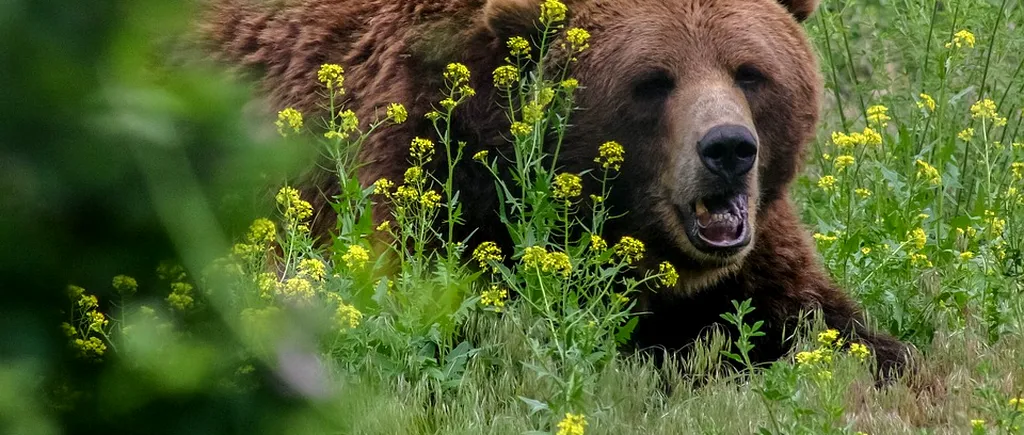 Urs ucis de localnici cu furci și topoare, după ce a rănit trei bărbați într-un sat din Vrancea. Ce se întâmplase cu animalul, înainte de atac