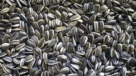De ce este bine să mănânci semințe de floarea soarelui