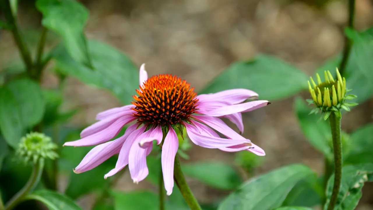 Planta MIRACOL pentru sănătate. Este cel mai puternic cocktail pentru imunitate