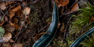 Care este singura viețuitoare care se poate regenera în totalitate, inclusiv capul? Este considerată printre cele mai primitive creaturi de pe Pământ