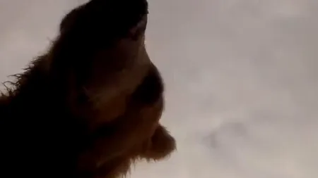 Ce a surprins o cameră de filmat lăsată în vecinătatea unui râu. VIDEO