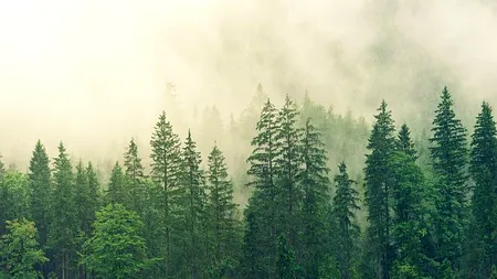 Mai multe parcele de pădure care figurau ca împădurite nu au niciun copac plantat pe suprafața lor (Recorder)