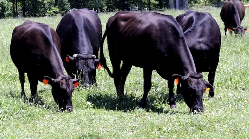 Fermierii germani vor să dea lovitura cu vaca Wagyu. Cât costă un kilogram de carne 
