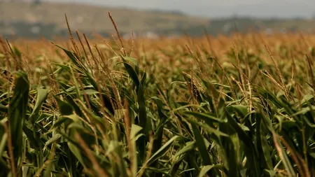 Fermierii loviți de secetă cer declararea stării de urgență și interzicerea exporturilor