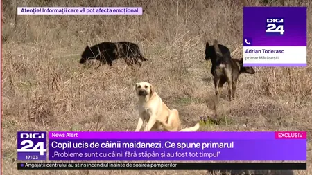 Caz GRAV în Vrancea: Copil ucis de câinii vagabonzi. Familia nu anunțase dispariția copilului