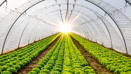 „Prima Seră”: Fermierii ar putea beneficia de finanțări nerambursabile de până la 200.000 de euro. Proiectul de lege a fost aprobat de SENAT