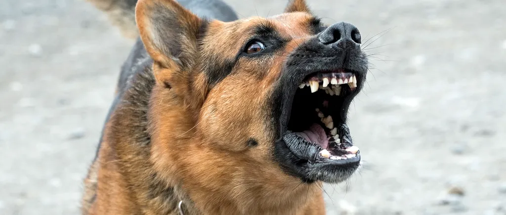 Un bărbat din Ocna Mureș și-a asmuțit câinii asupra unui localnic pe care nu îl cunoștea. Stăpânul lor nu se află la prima faptă de acest gen