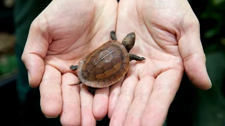 Vernon, țestoasa care ar putea salva o specie. GALERIE FOTO