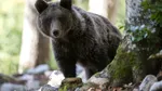 Jandarmii au intervenit pentru a îndepărta un URS care se afla în apropierea unei cabane turistice din localitatea Bicaz-Chei